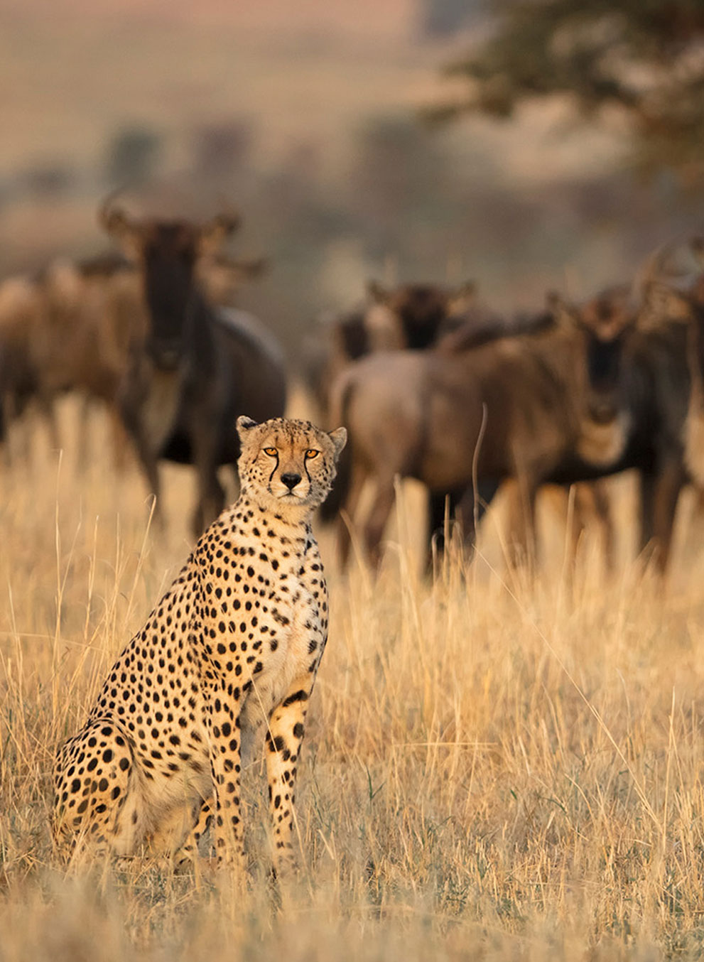 13 days kenya safaris2