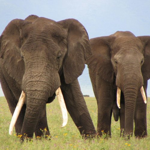 Amboseli