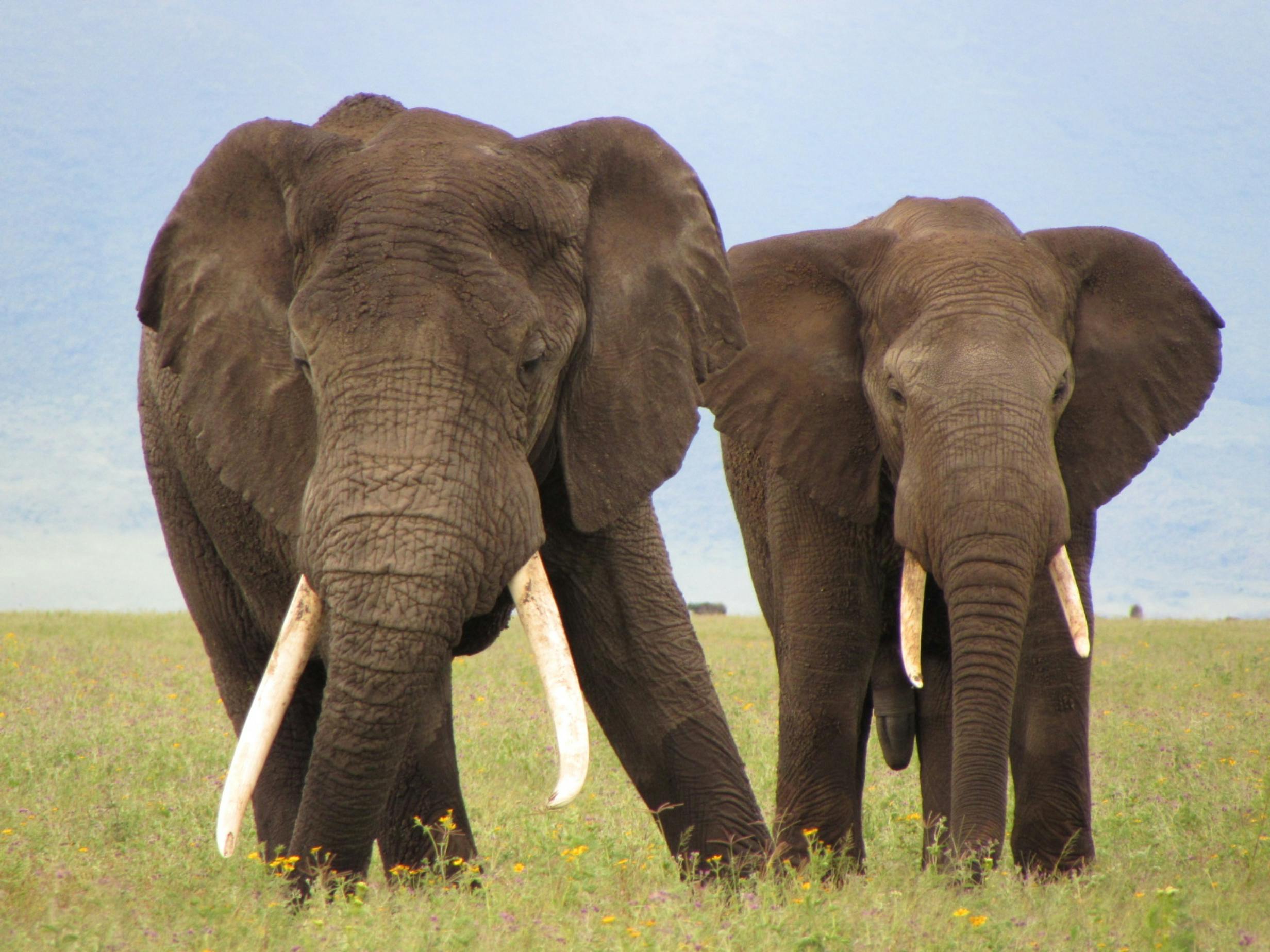 Amboseli